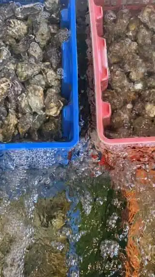 Caisse bleue et rose contenant des huîtres, immergées dans l'eau