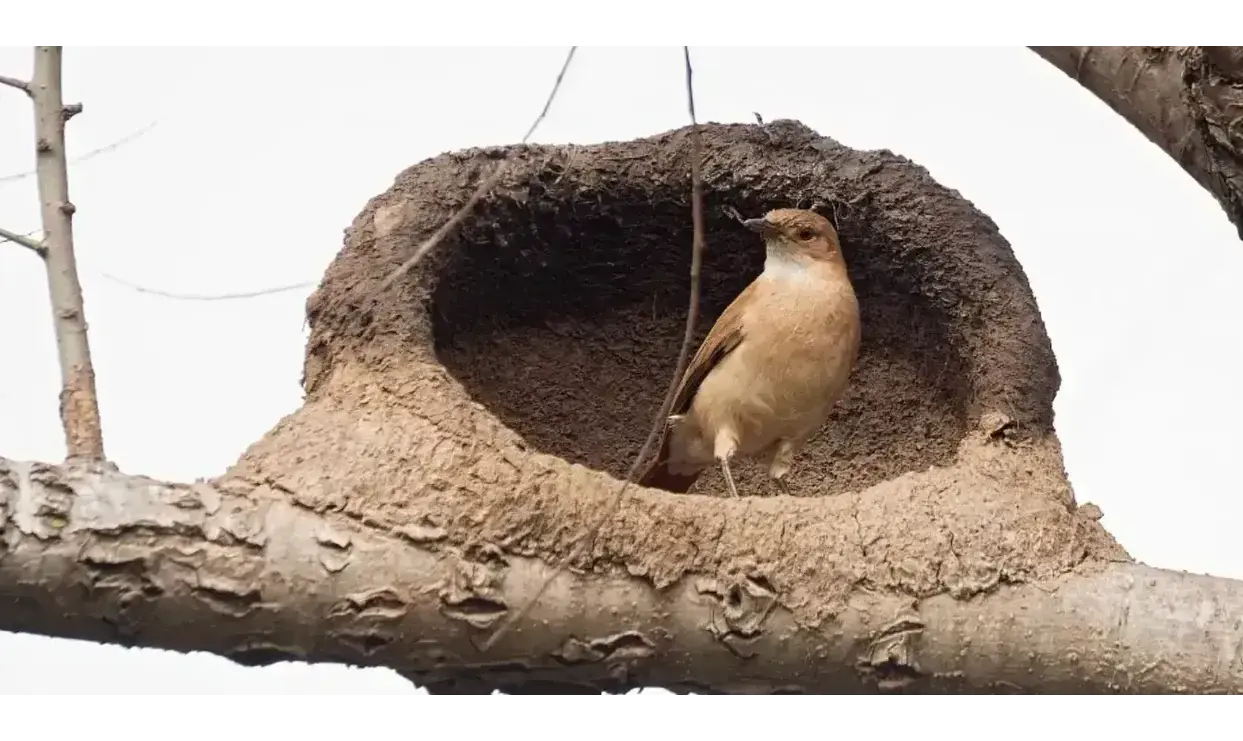 Nid de fournier roux en argile avec un oiseau à l’intérieur