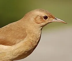 Fournier roux perché sur une branche, plumage brun-roux visible