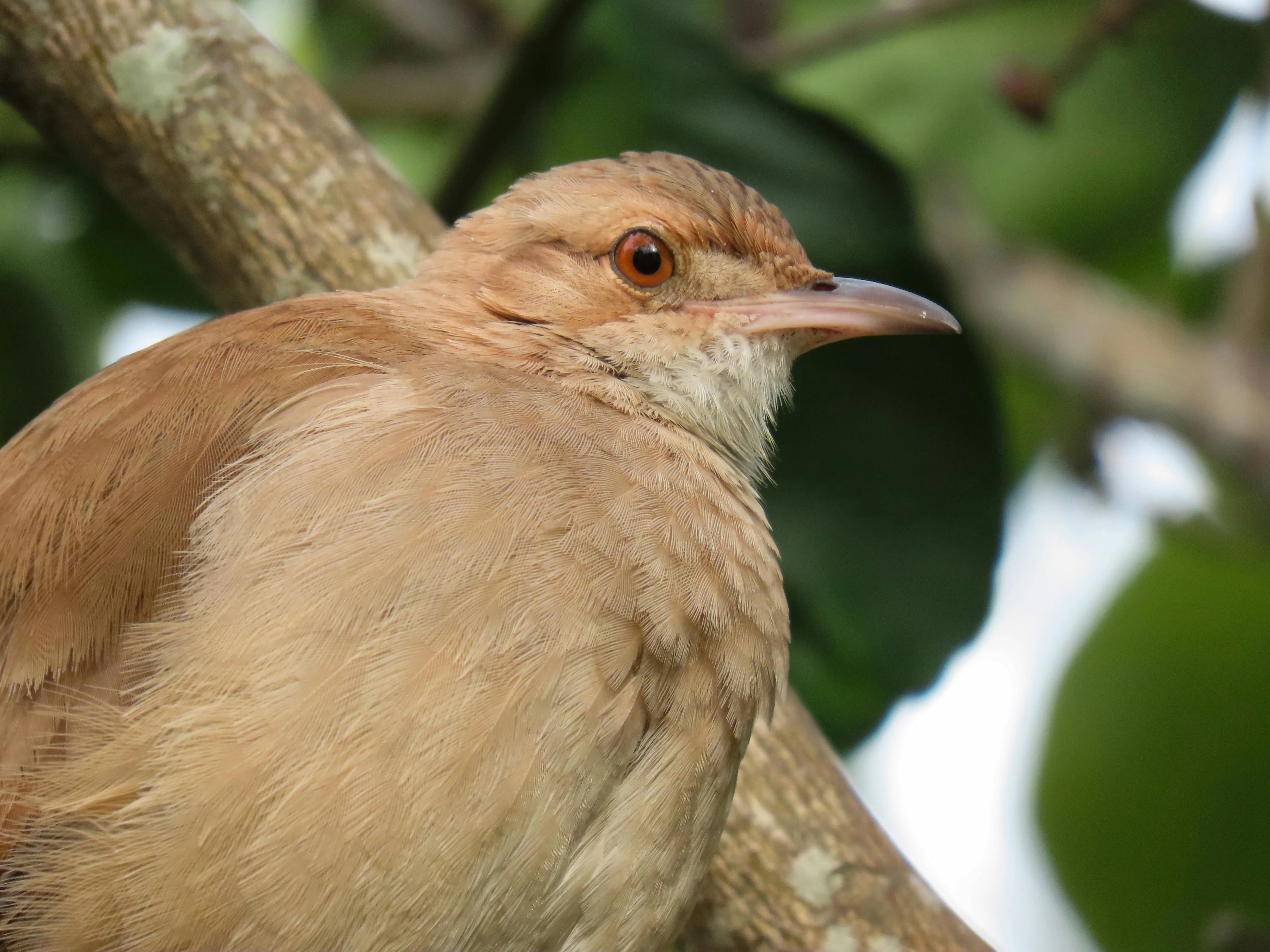 Fournier roux sur une branche avec plumage brun-roux bien visible