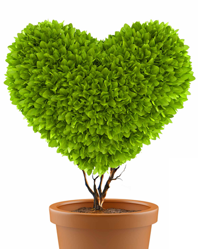 Arbustre en coeur