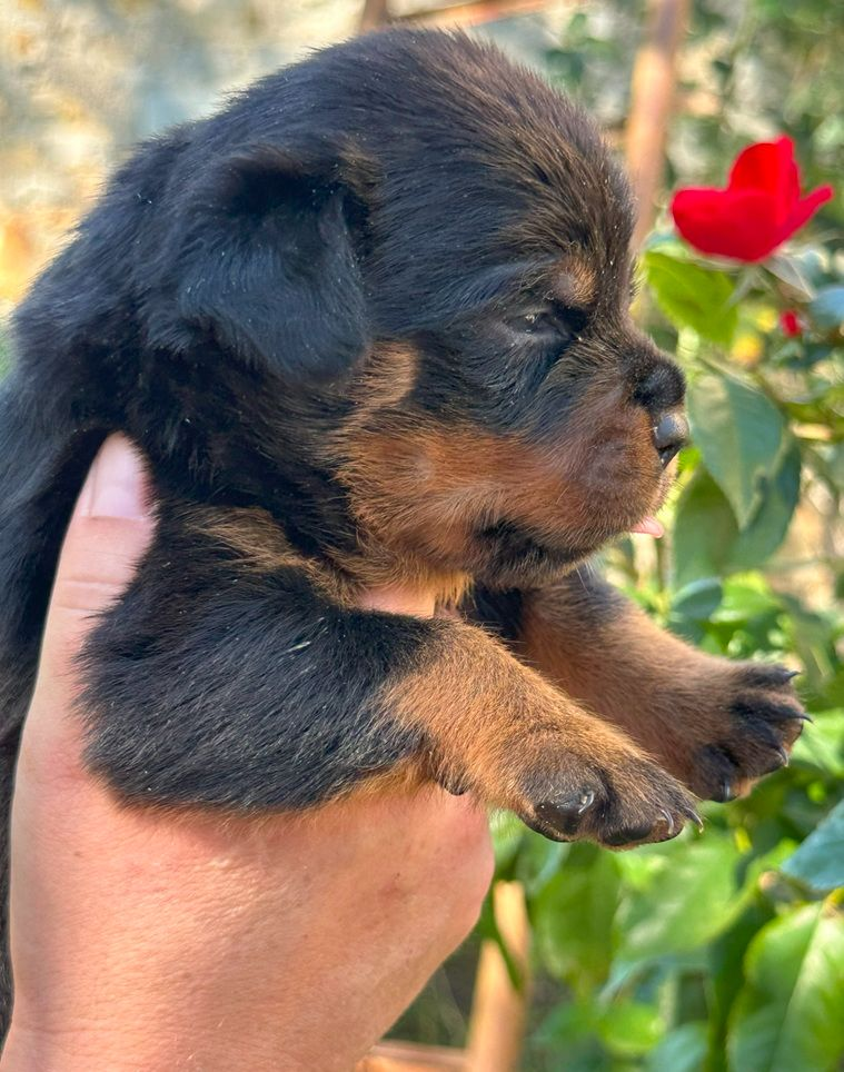 Chiot