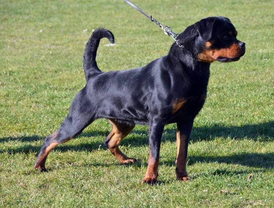 Inca adoption