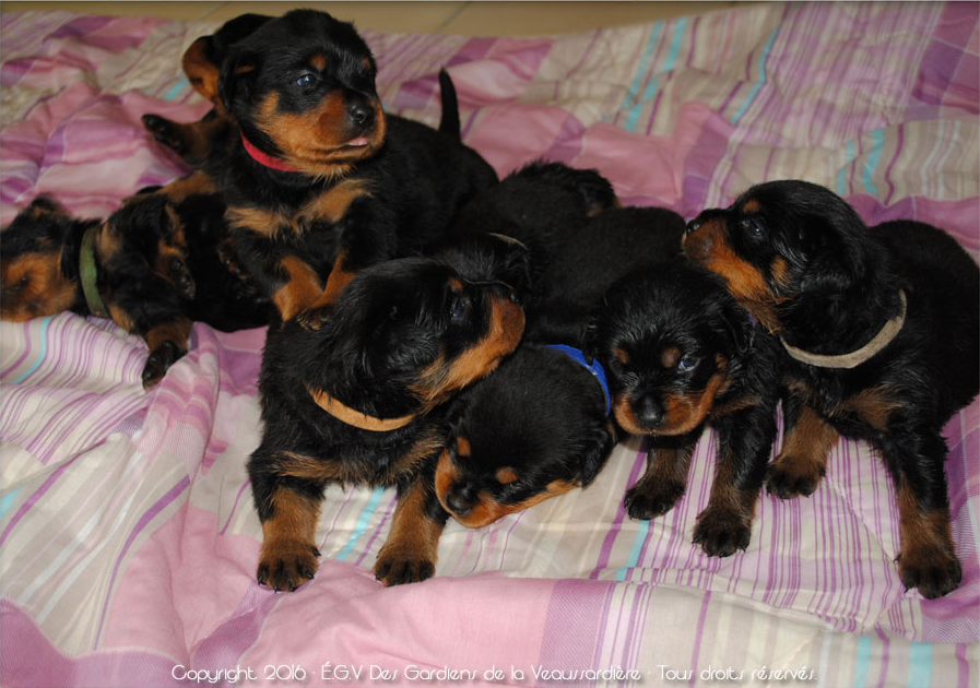 Bébés rottweiler