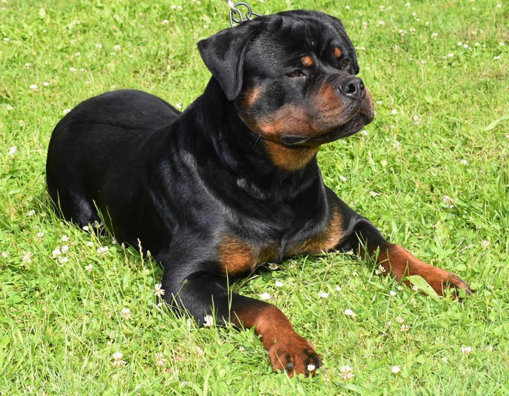 Rottweiler tirant la langue