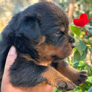 Chiot