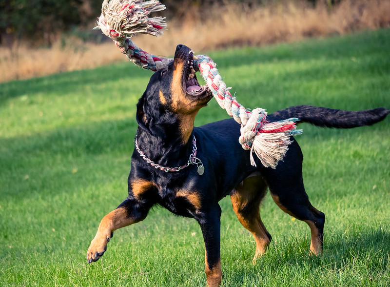 Rottweiler joueur