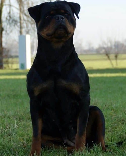 Gilda Di Casa Sambuca