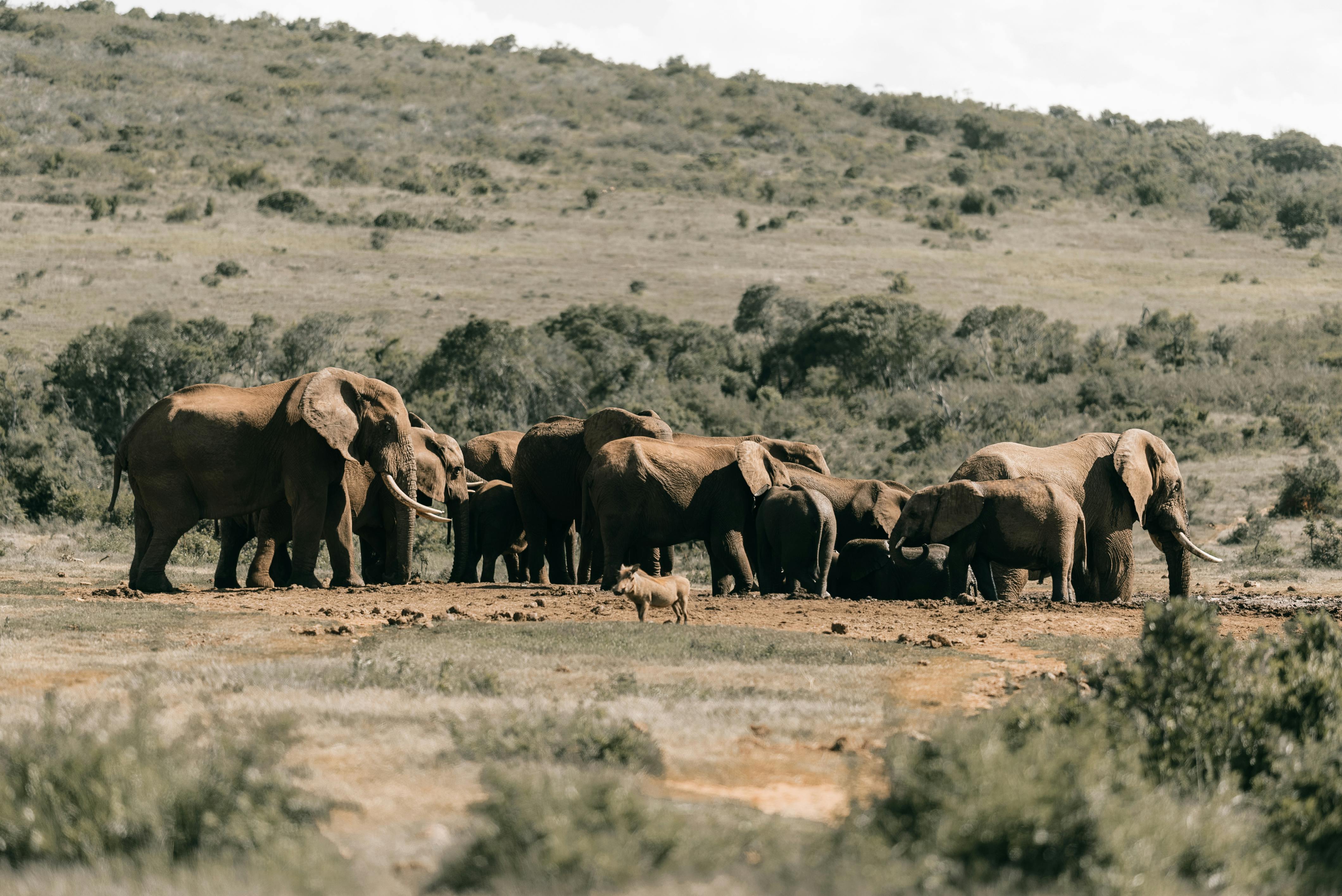 Afrique du Sud de Johannesbourg au réserve — itinéraire Amanéa Voyage