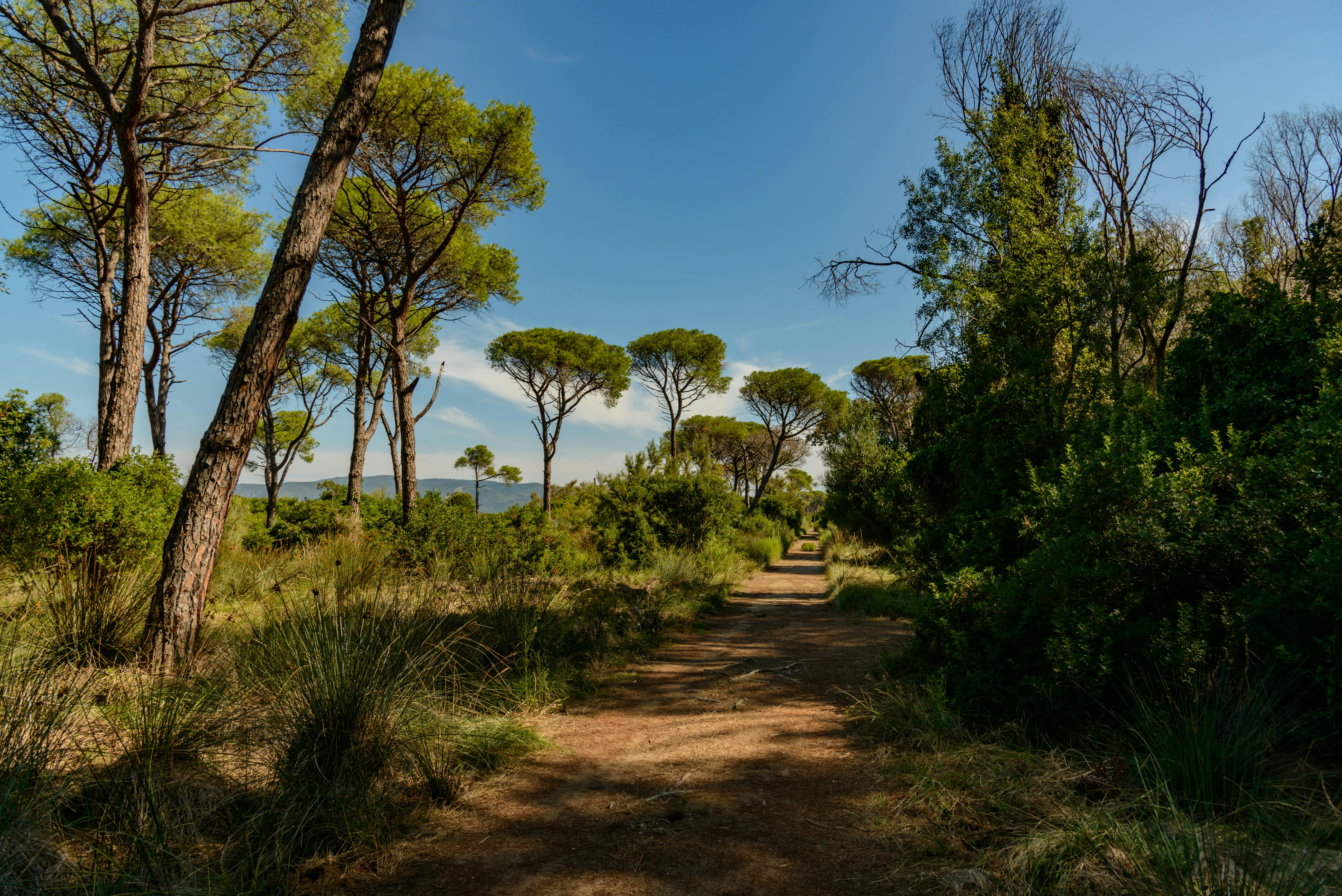 Chemin dans la nature