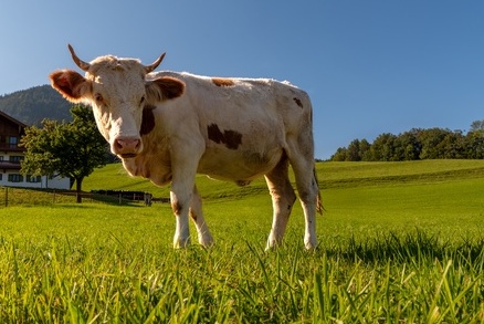 Vache dans un champ